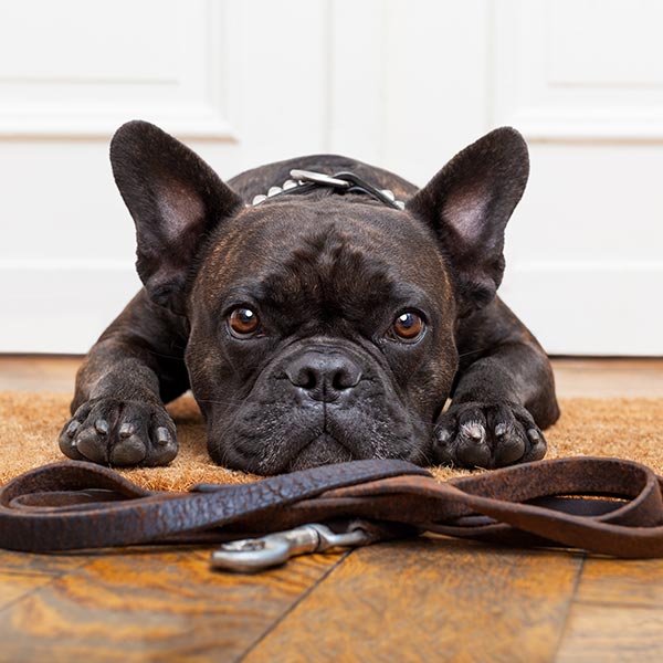 French bulldog waiting for her puppy training at K9 Dog Training in Somerset