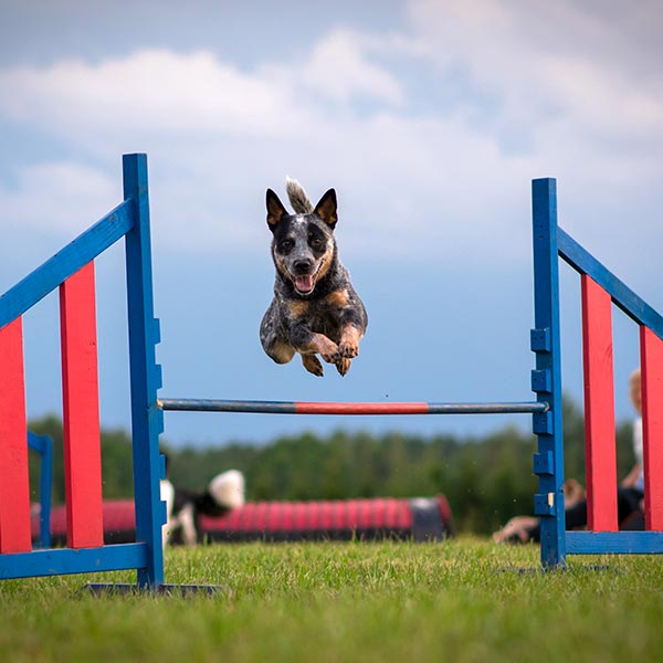 German shepherd pointer cross jumping a fence in agility trials