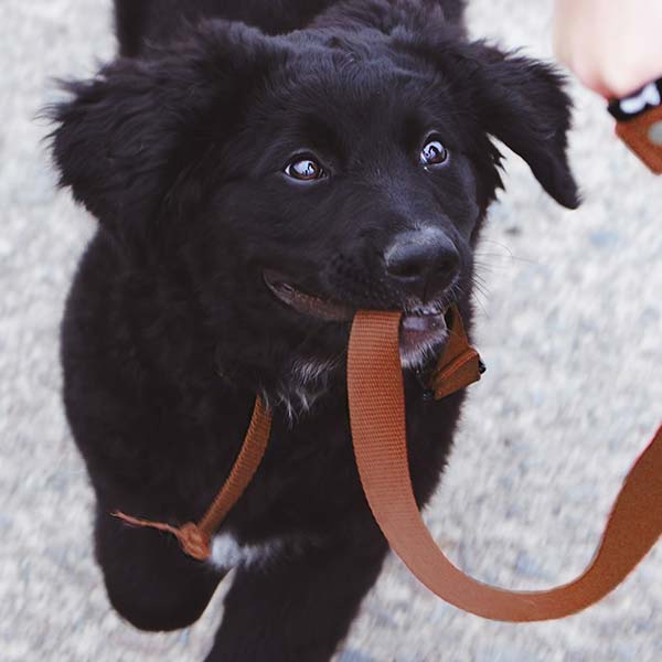 Small black puppy enjoying his puppy training class in Frome Somerset