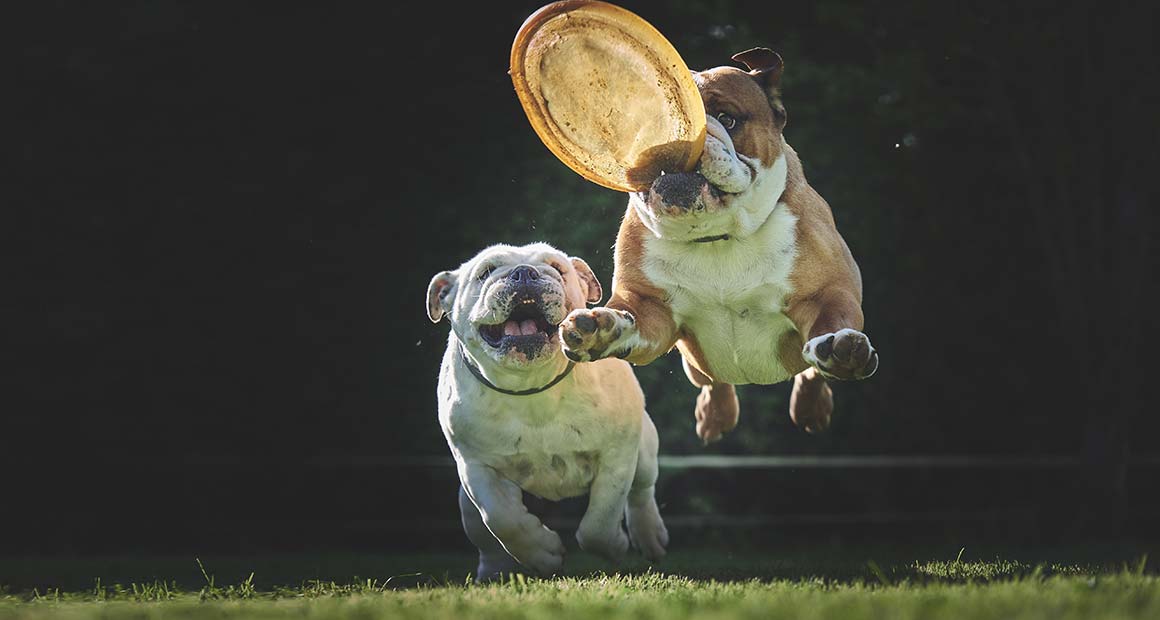 Two bulldogs jumping for a frisby at Frome K9 Dog Day Care and Training