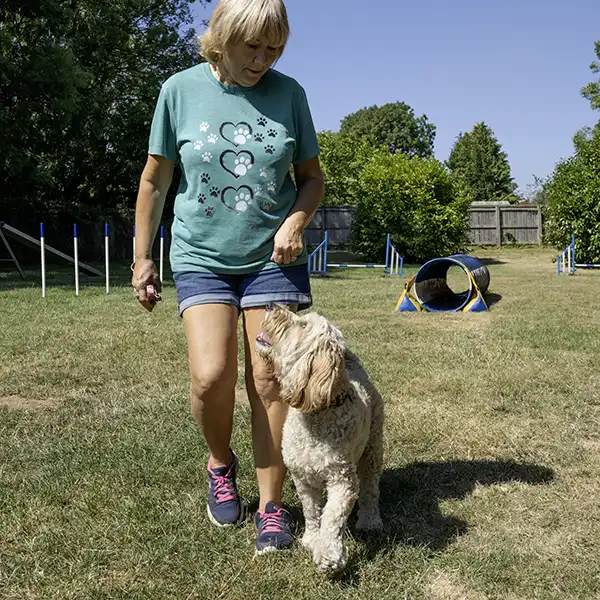 a cockapoo at a dog training class in Frome
