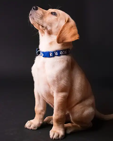 labrador puppy in 1 2 1 training lesson