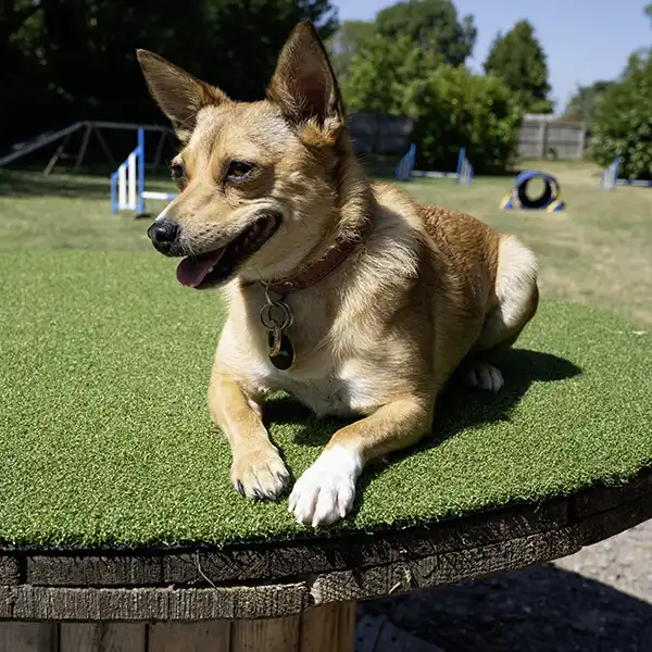 terrier enjoying dog training class