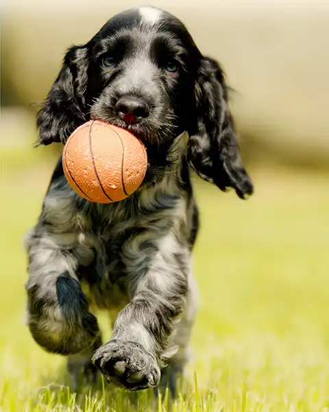 young cocker spaniel puppy playing with ball