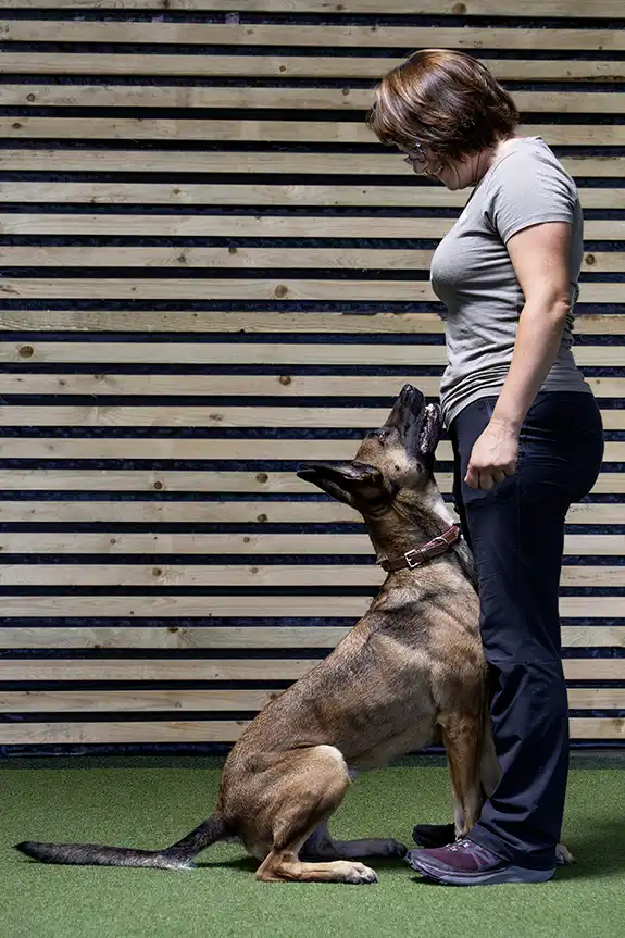 cheryl training with her belgian malinois