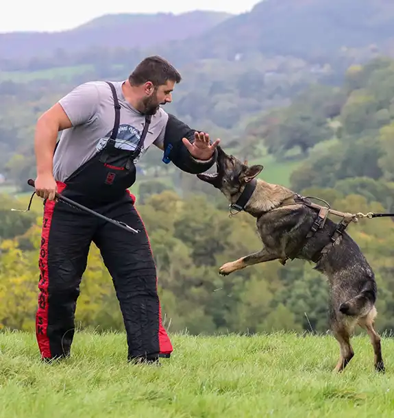 dion burke being a decoy with dog attacking arm