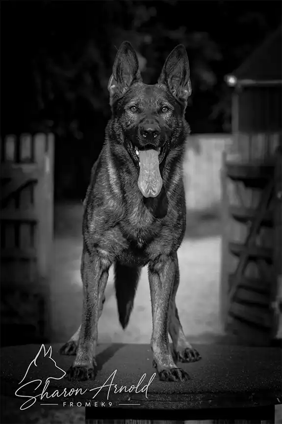 german shepherd rooster at frome k9
